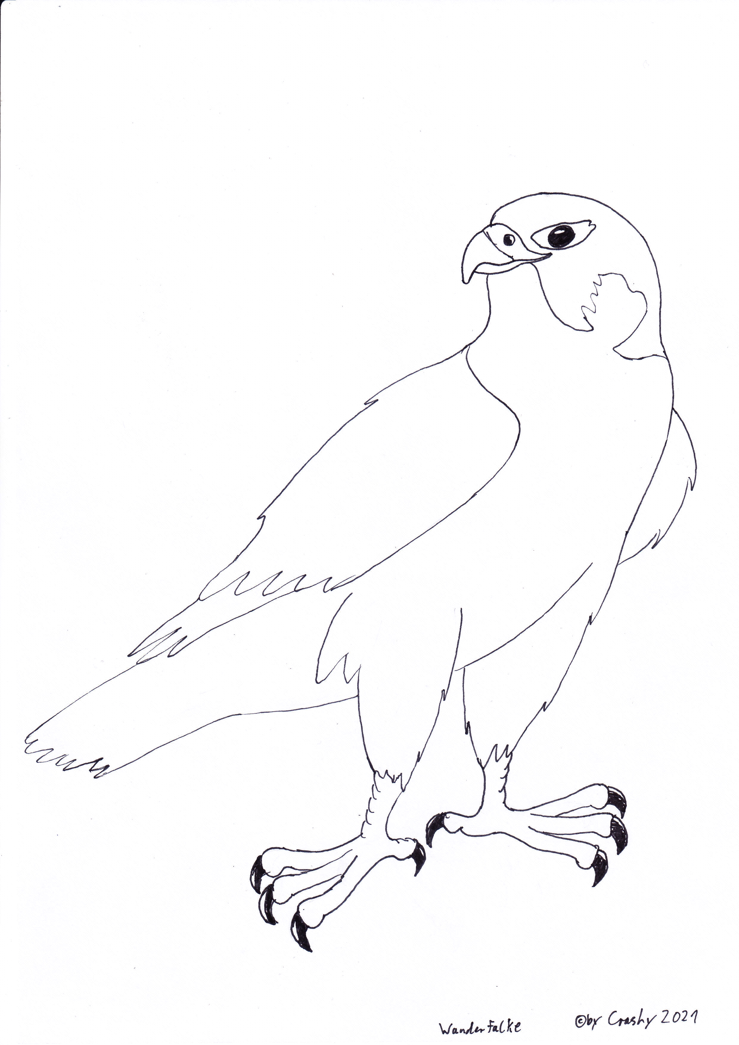 falke